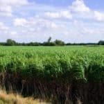 Biomass grass farmers field